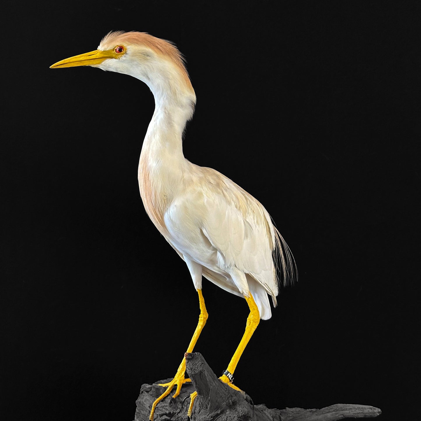 Héron garde-bœufs (Bubulcus ibis)