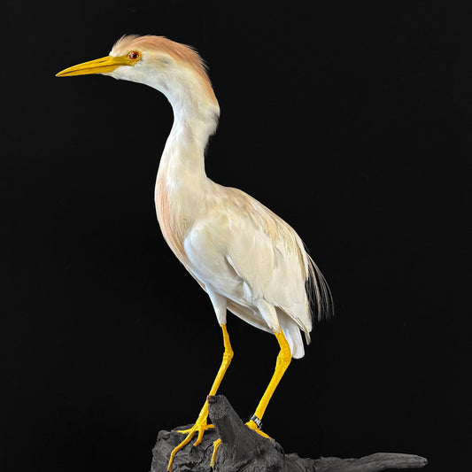 Héron garde-bœufs (Bubulcus ibis)