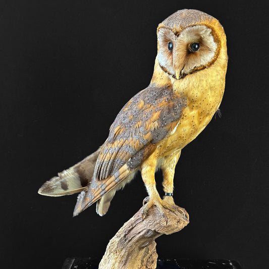 Chouette effraie mutation brune (Tyto alba)