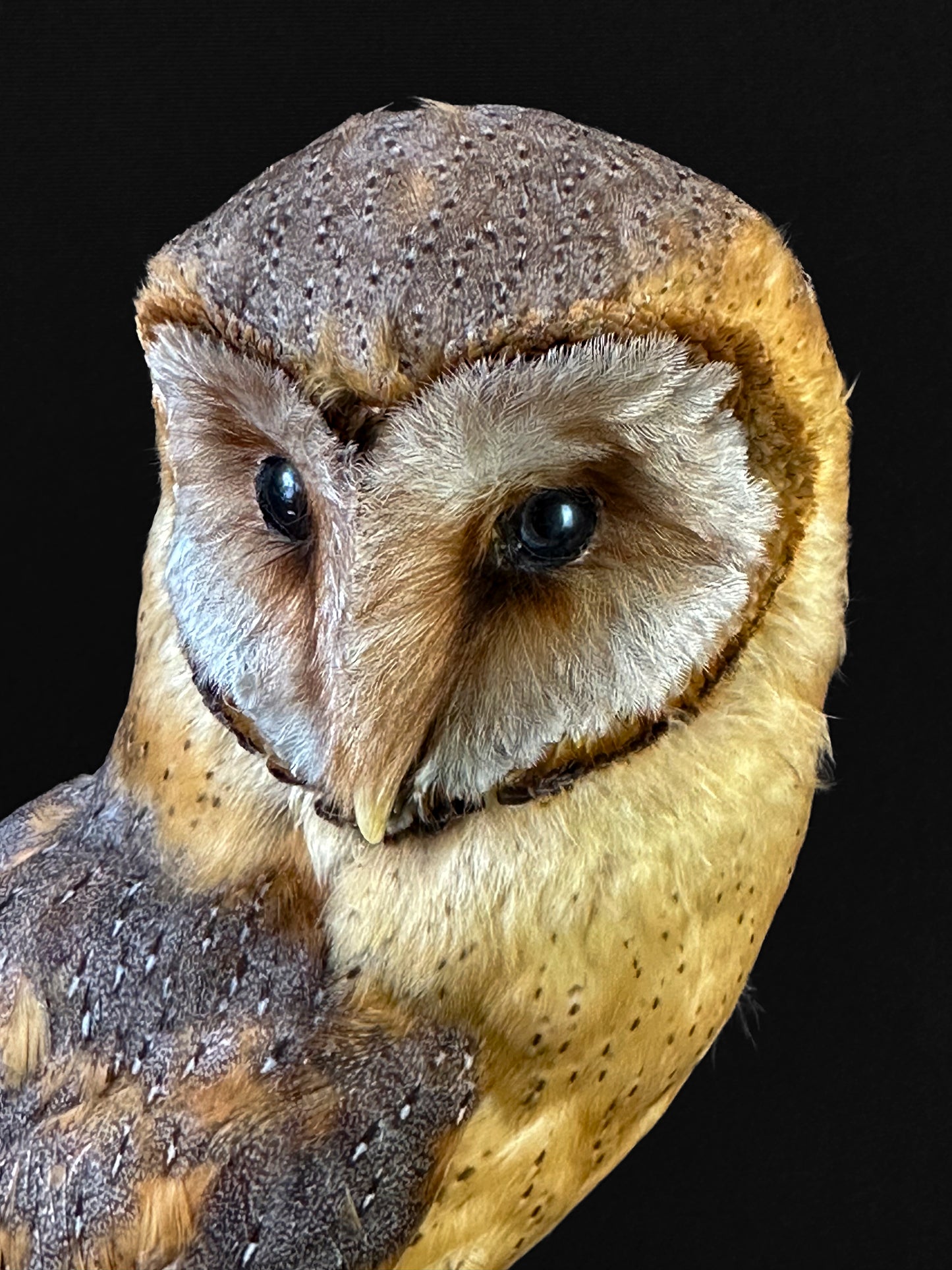 Chouette effraie mutation brune (Tyto alba)