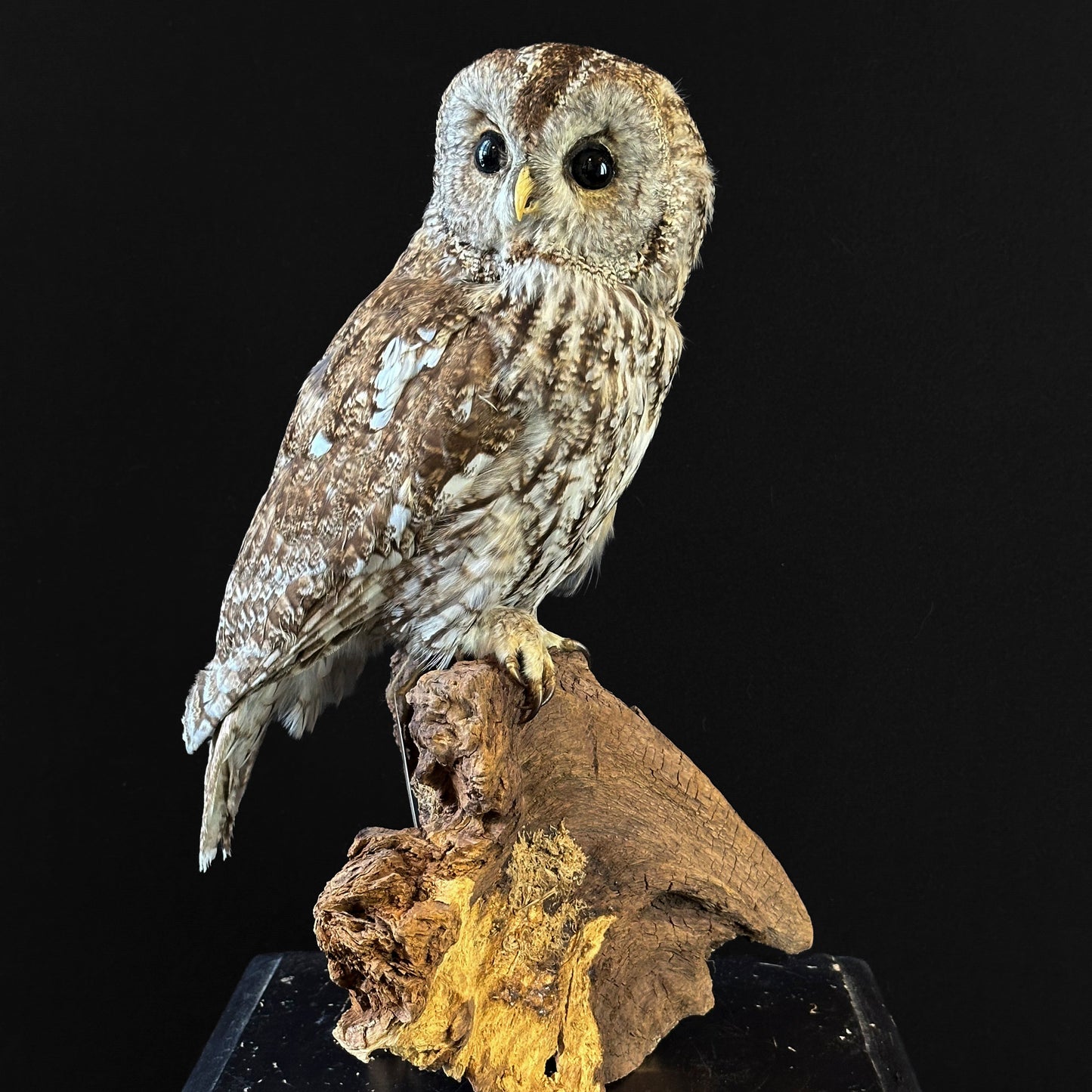 Chouette hulotte (Strix aluco)