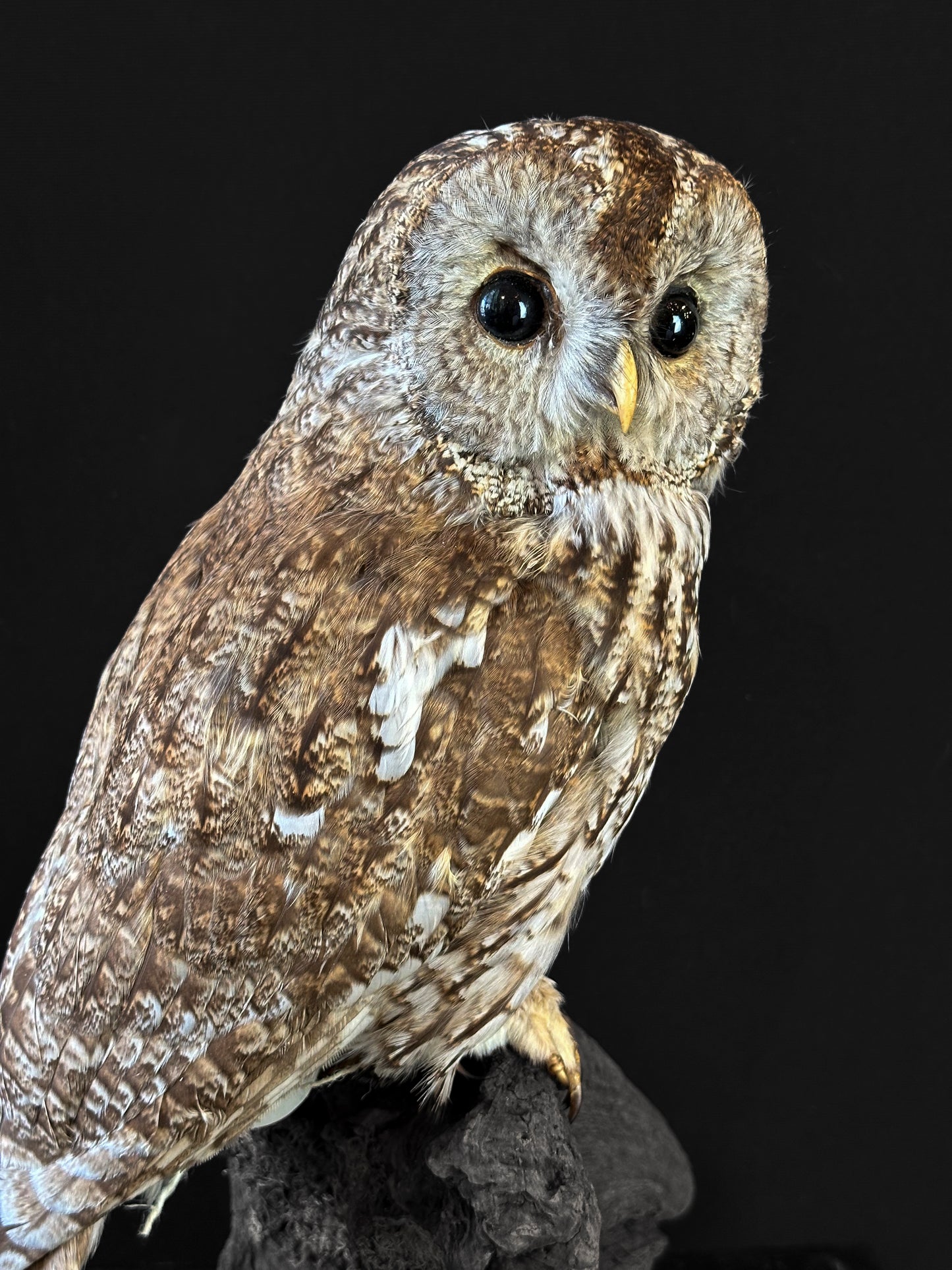 Chouette hulotte (Strix aluco)