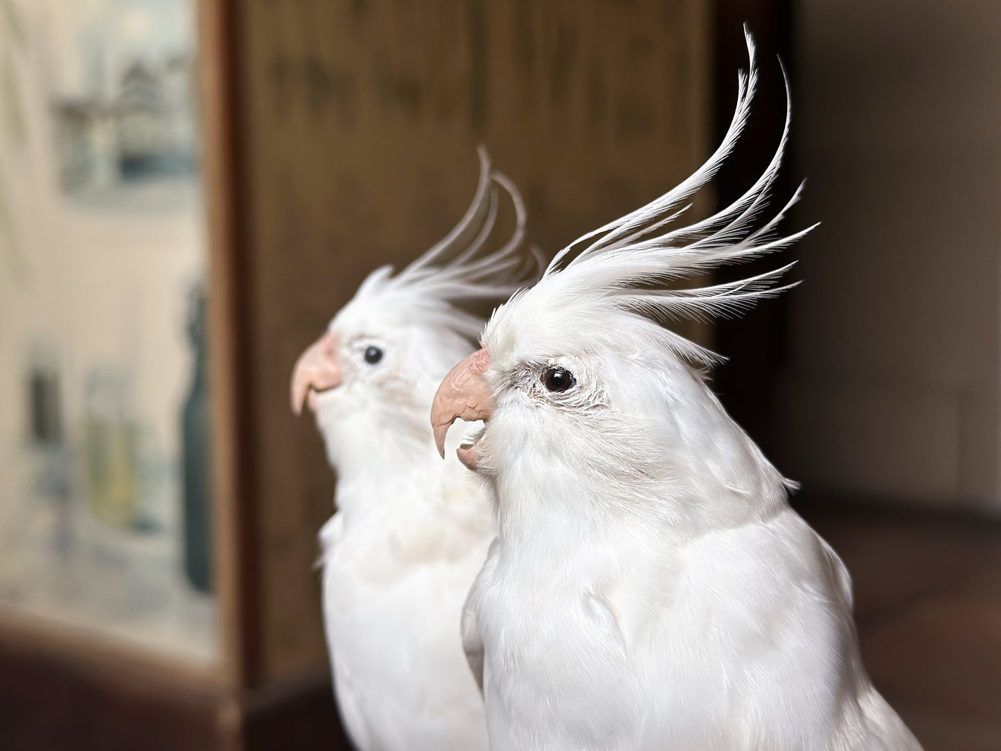 Duo de Calopsittes élégantes (Nymphicus hollandicus)