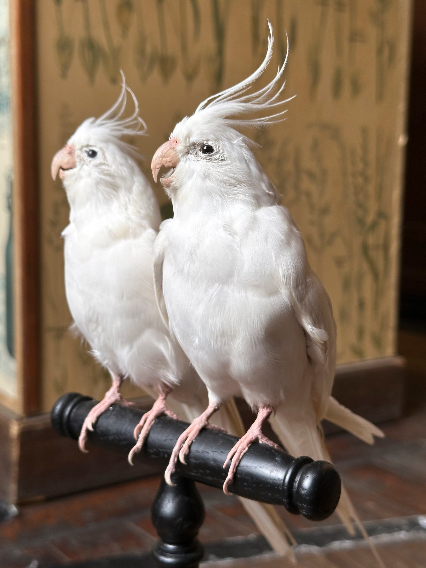Duo de Calopsittes élégantes (Nymphicus hollandicus)