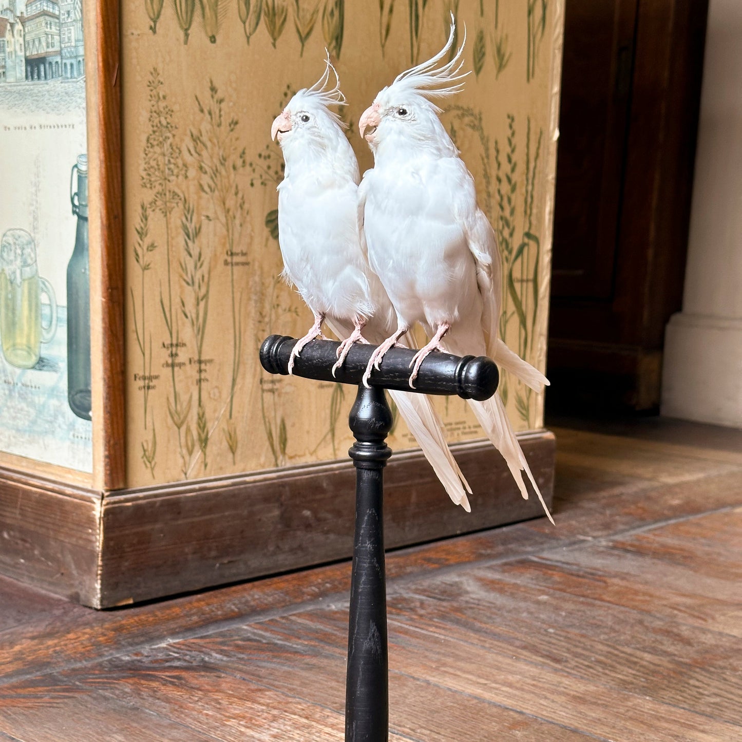 Duo de Calopsittes élégantes (Nymphicus hollandicus)