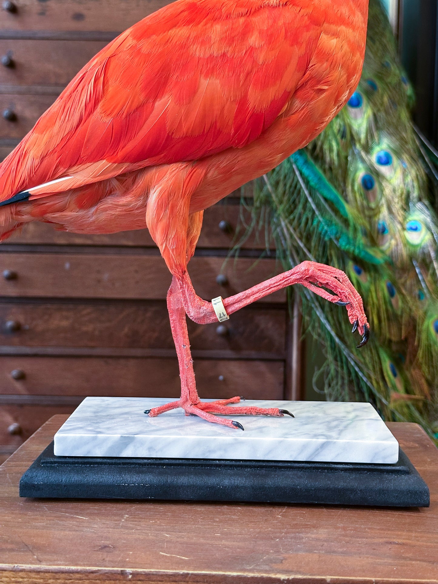 Ibis rouge (Eudocimus ruber) sur socle marbre