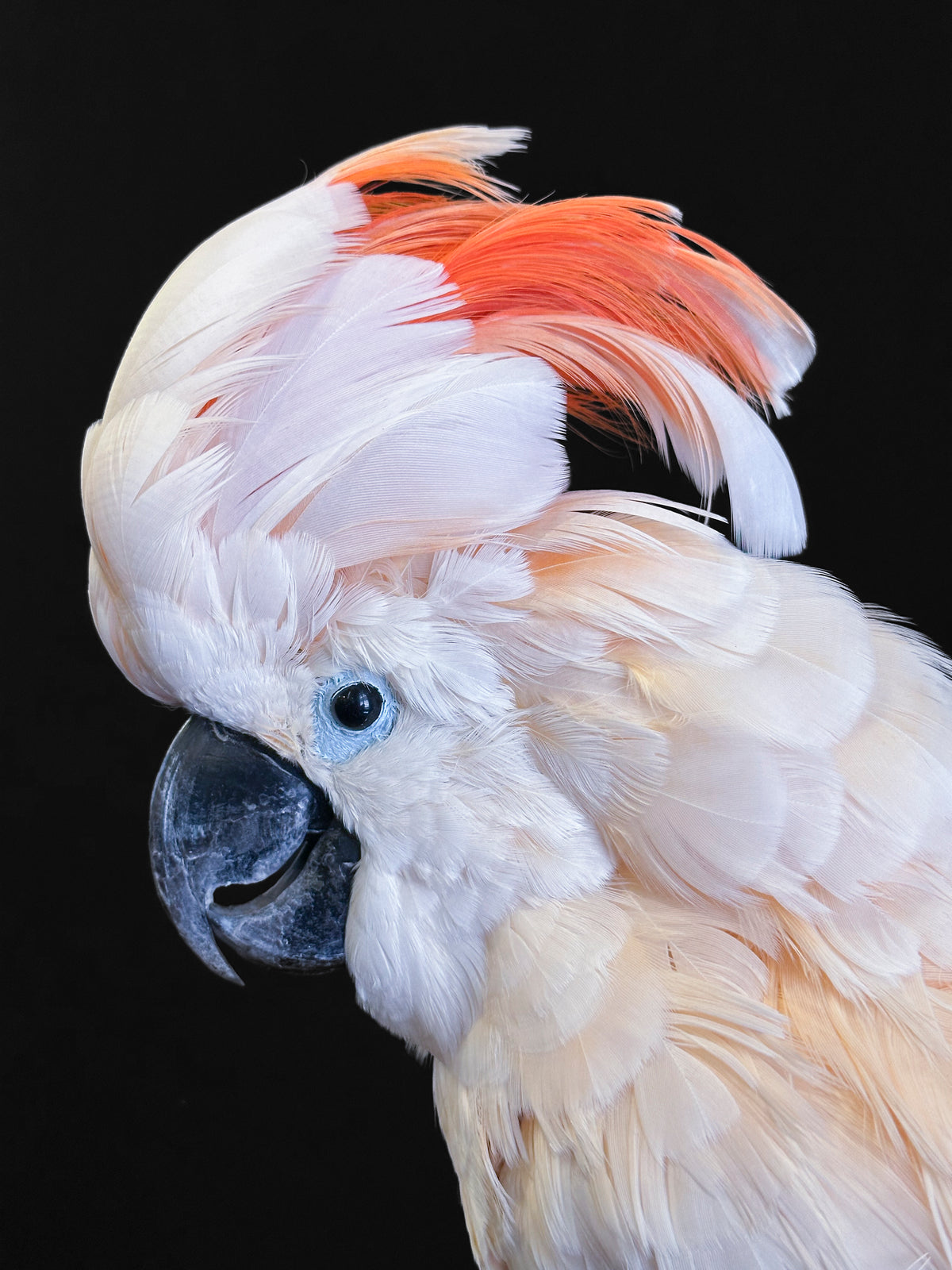 Cacatoès à huppe rouge