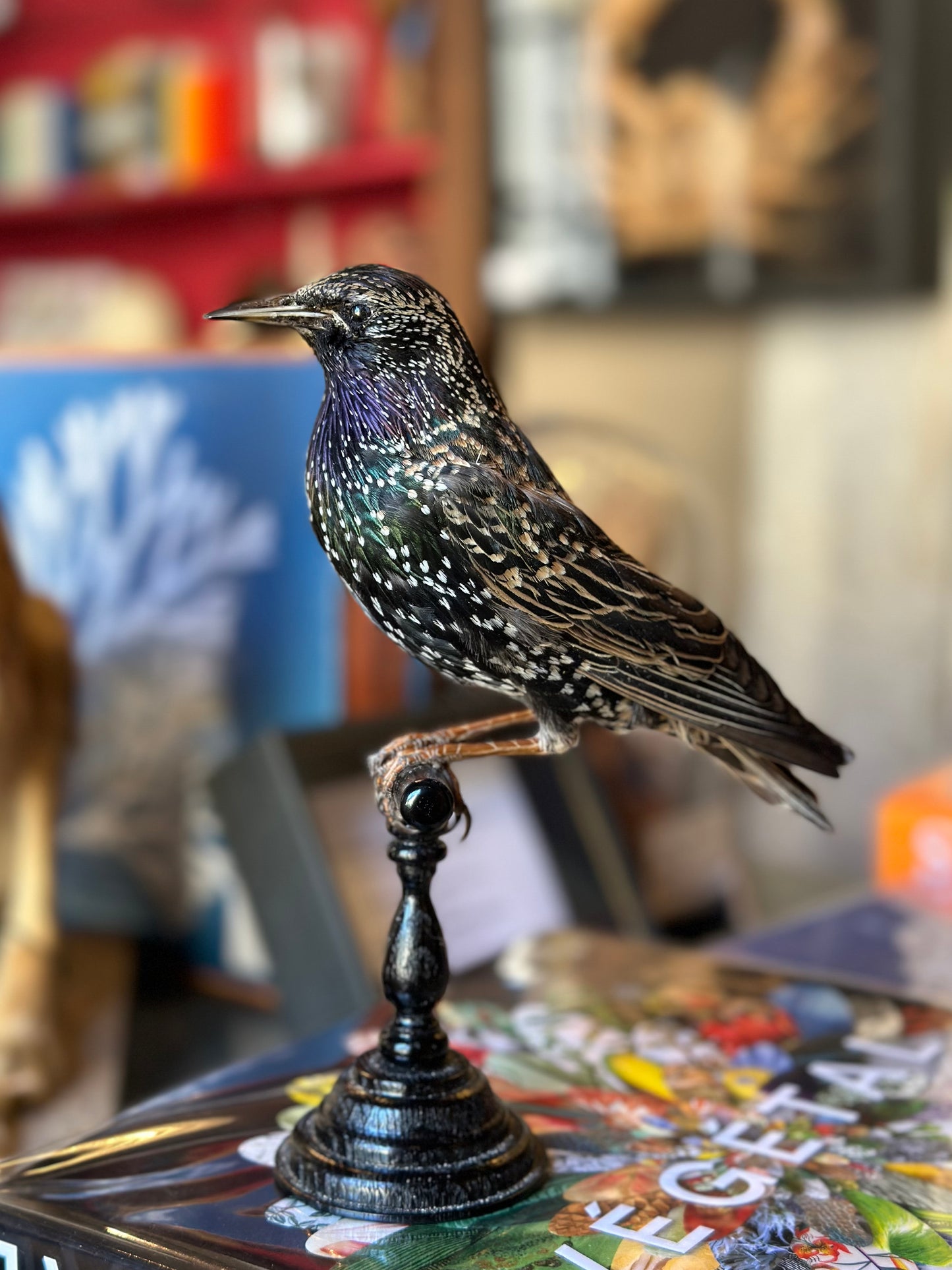 European starling