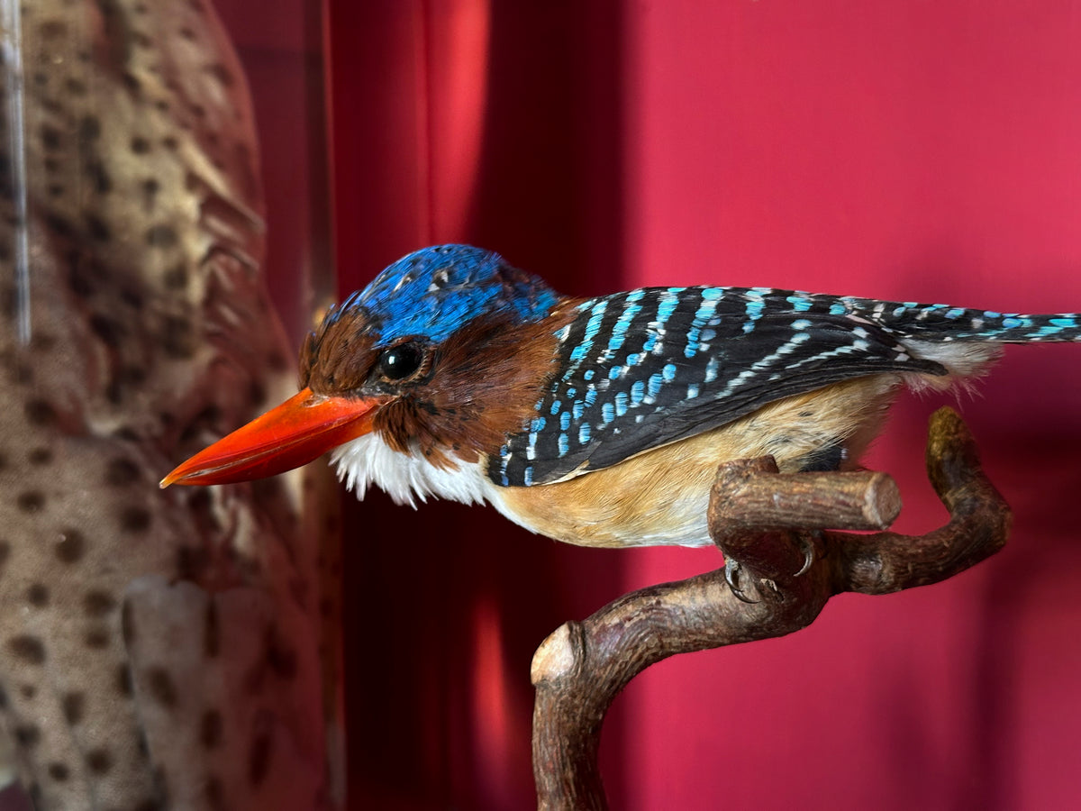 Martin-chasseur mignon (Lacedo pulchella)