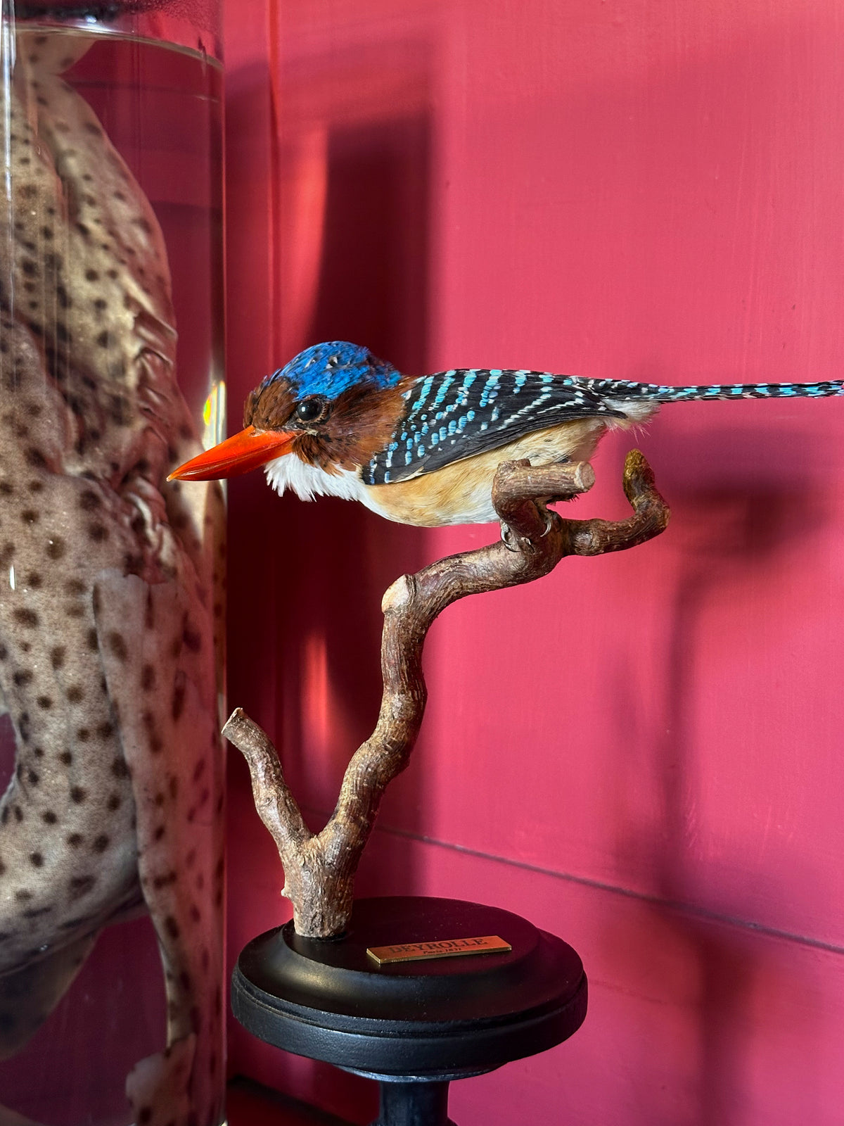 Martin-chasseur mignon (Lacedo pulchella)