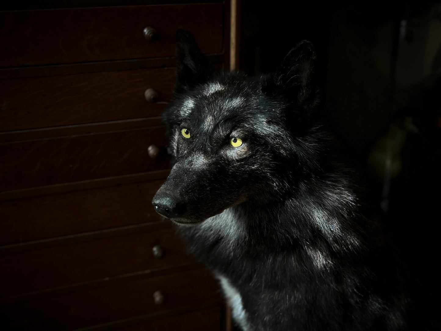 Loup noir