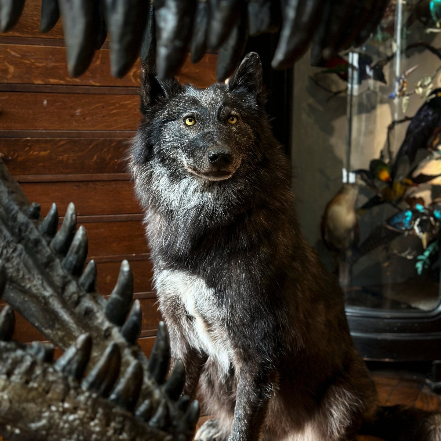 Loup noir