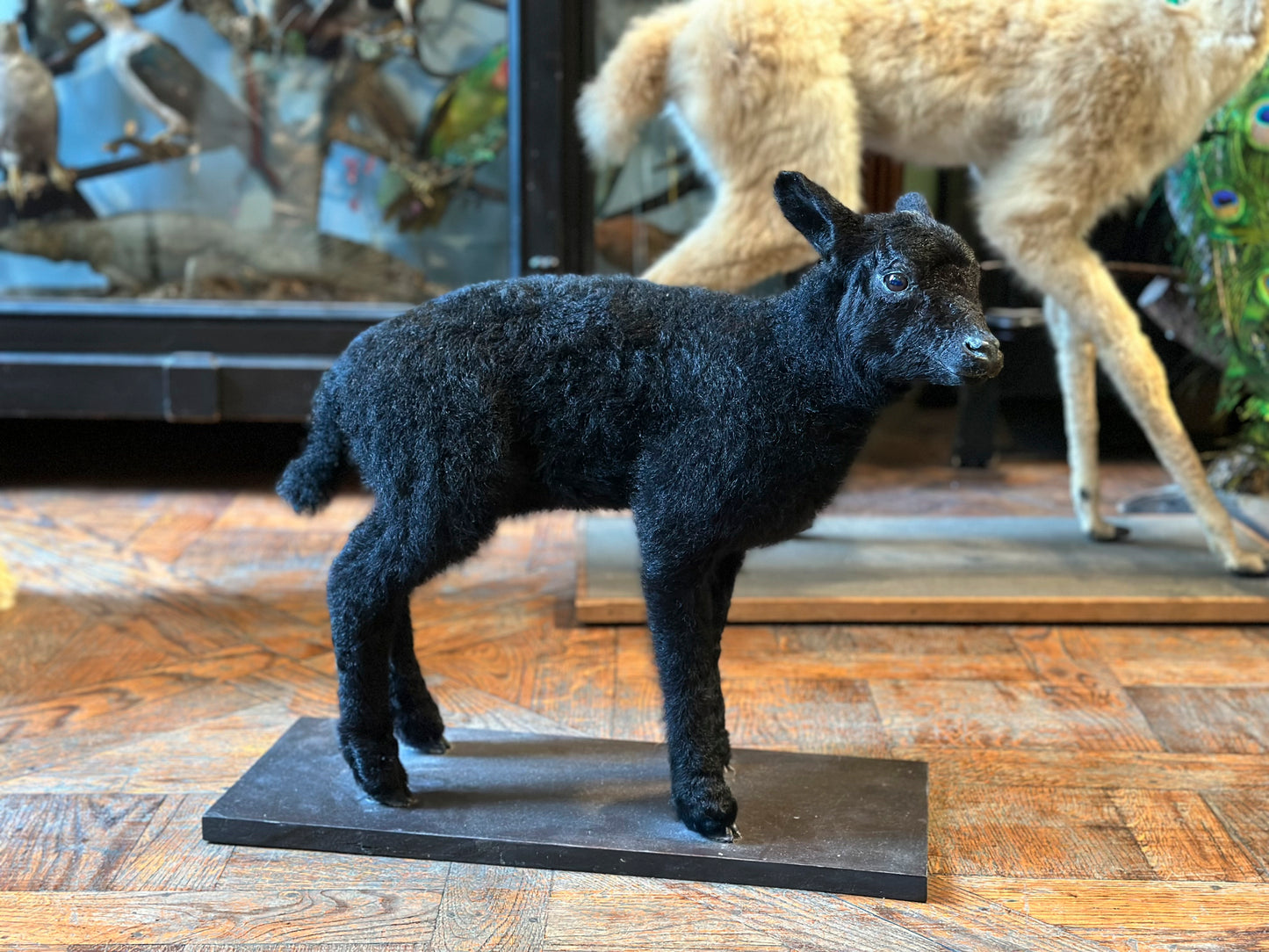 Black lamb