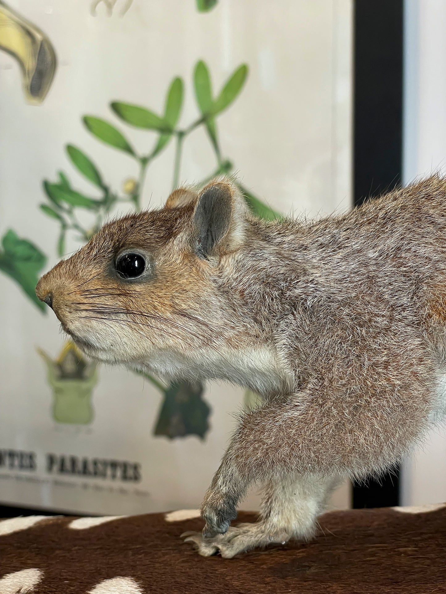 Ecureuil gris Deyrolle