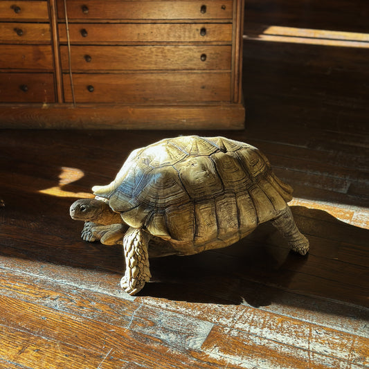 Tortue sillonnée