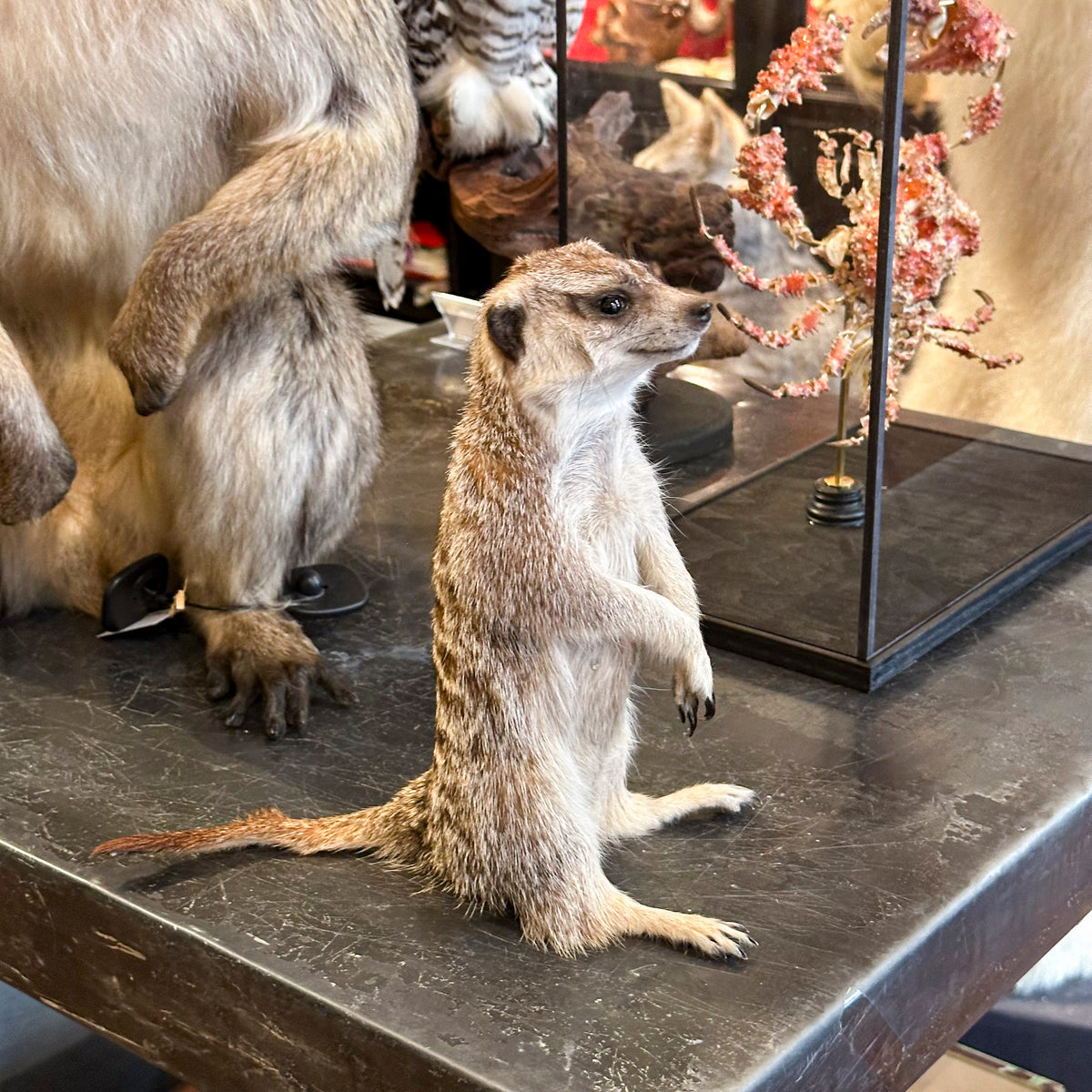 Suricate (Suricata suricatta)