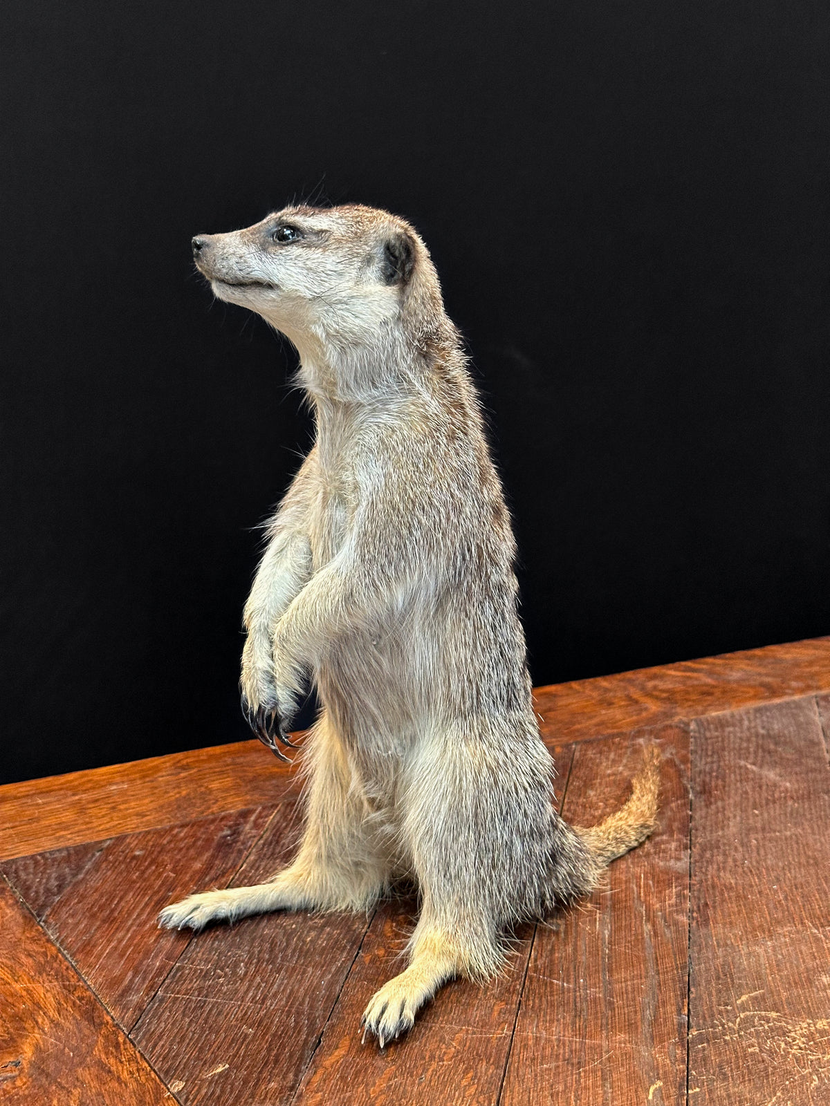 Suricate (Suricata suricatta)
