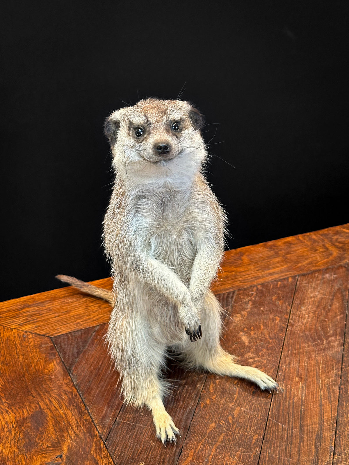 Suricate (Suricata suricatta)