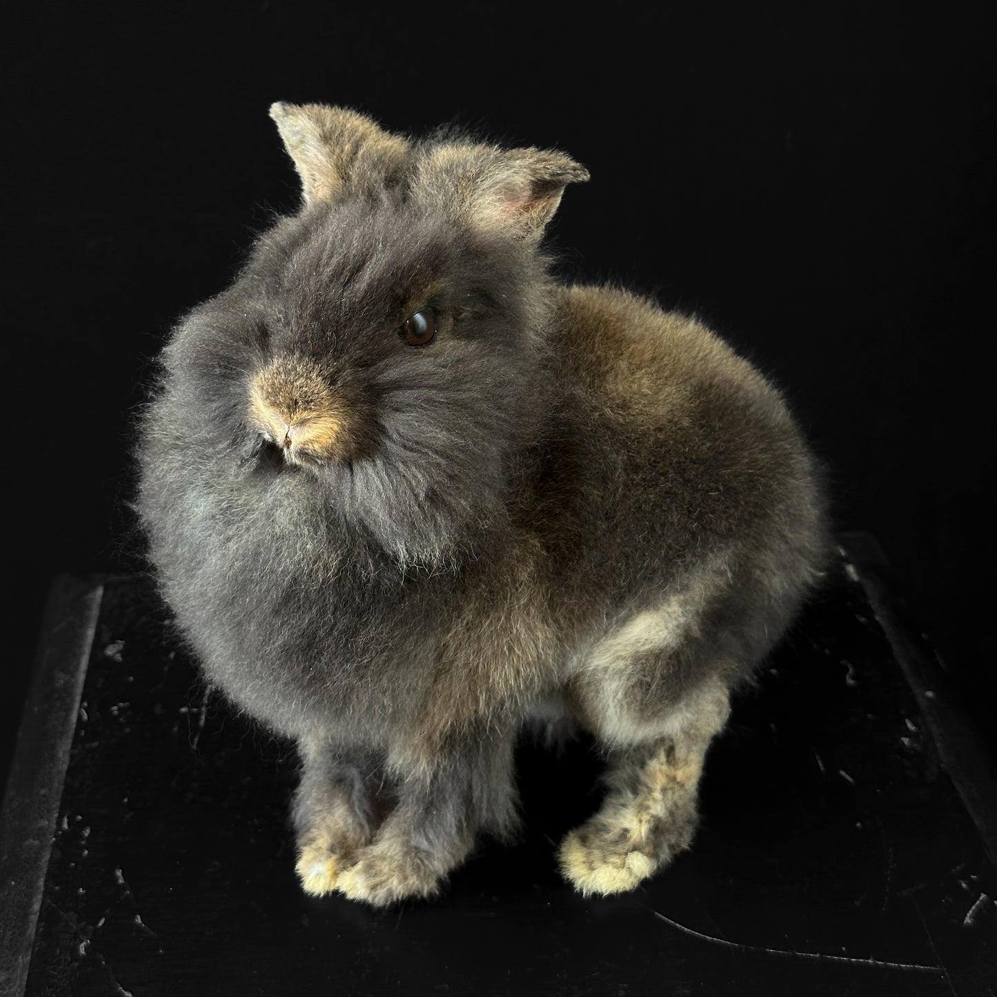 Brown Angora Dwarf Rabbit