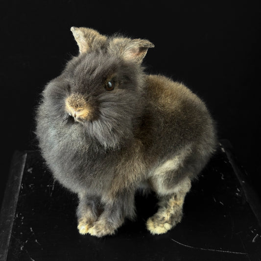 Lapin nain angora brun