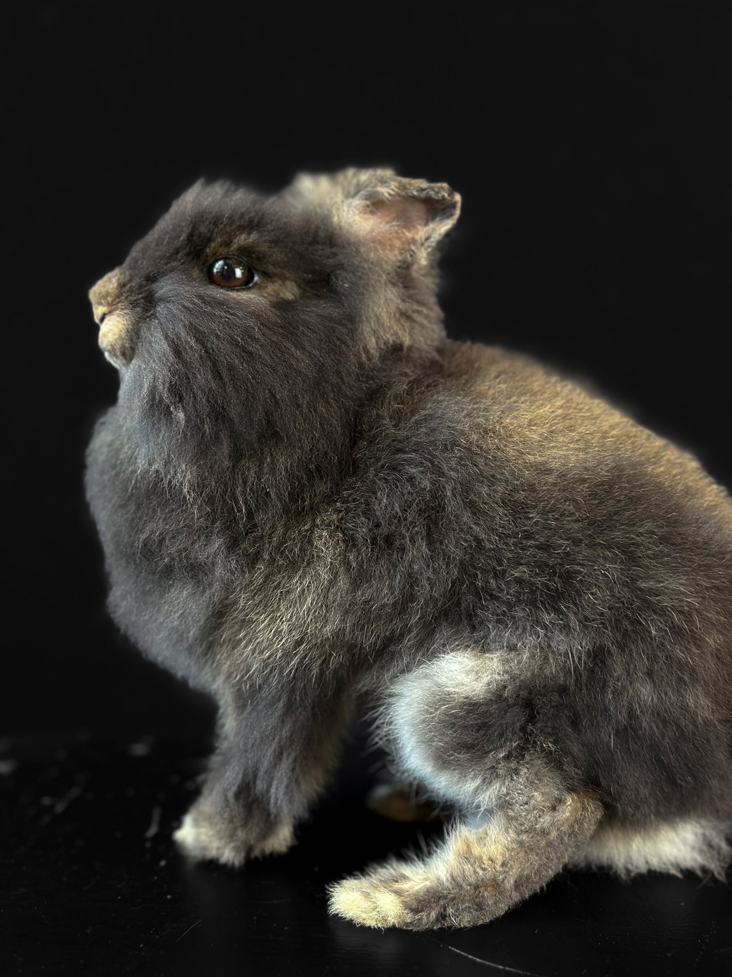 Brown Angora Dwarf Rabbit