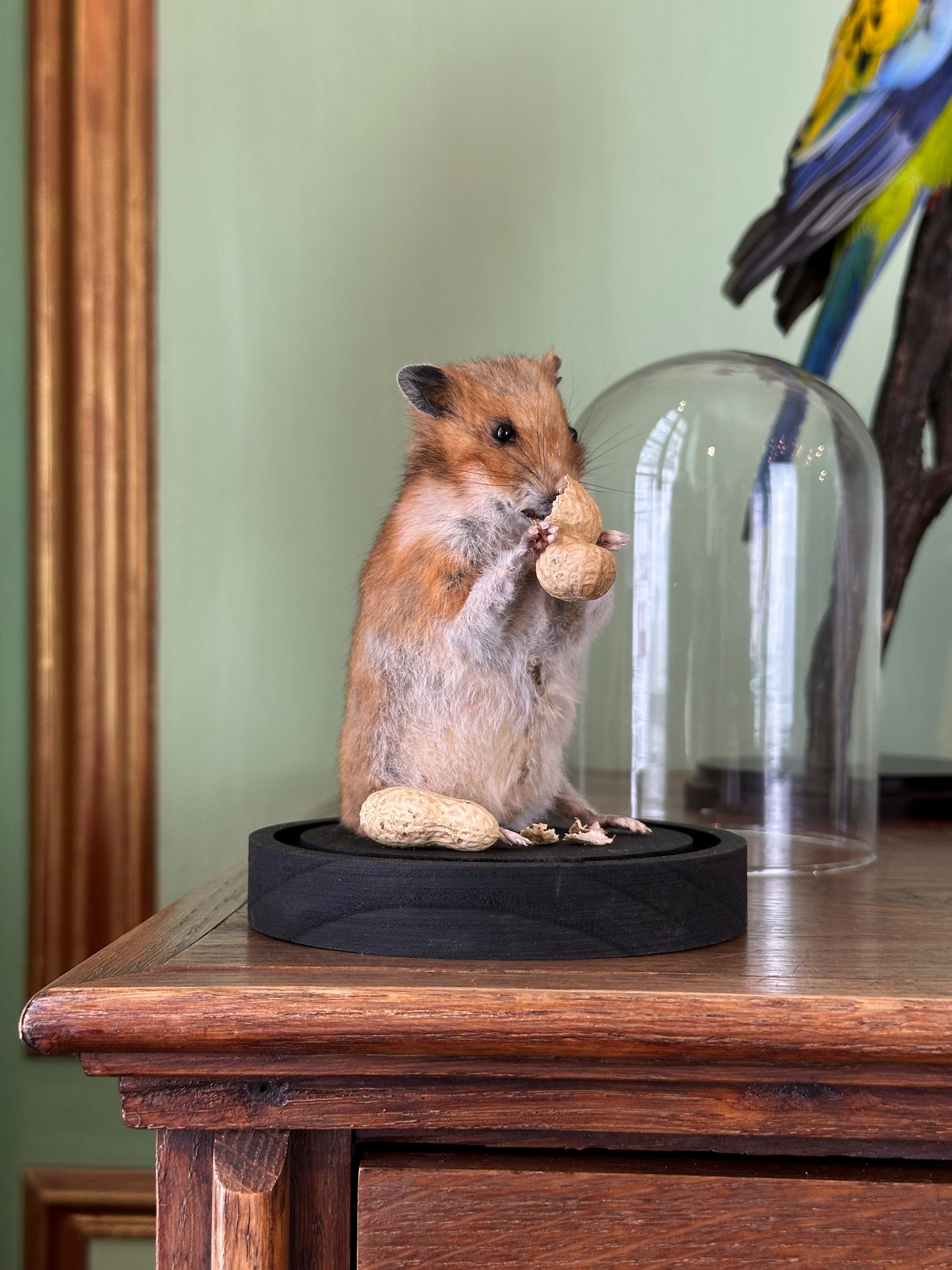 Golden hamster eating a peanut