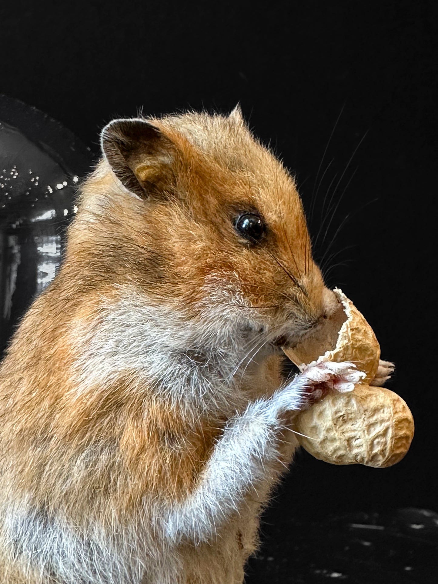 Golden hamster eating a peanut
