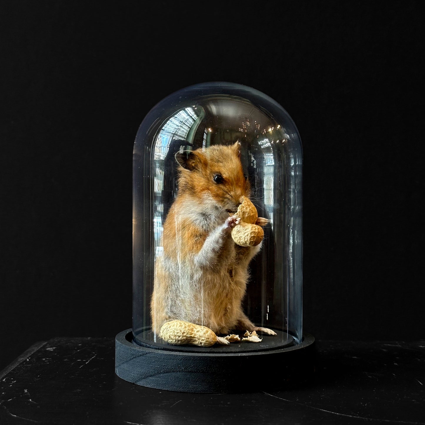 Golden hamster eating a peanut