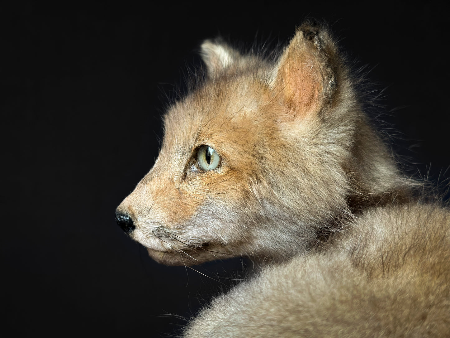 Renard roux juvénile gris assis