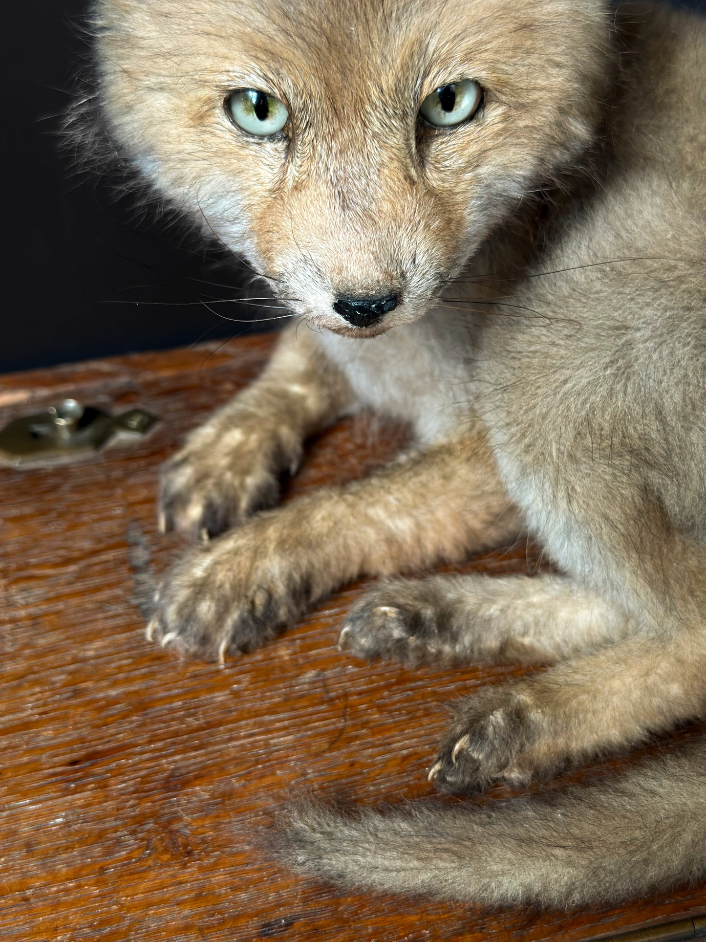 Renard roux juvénile gris assis