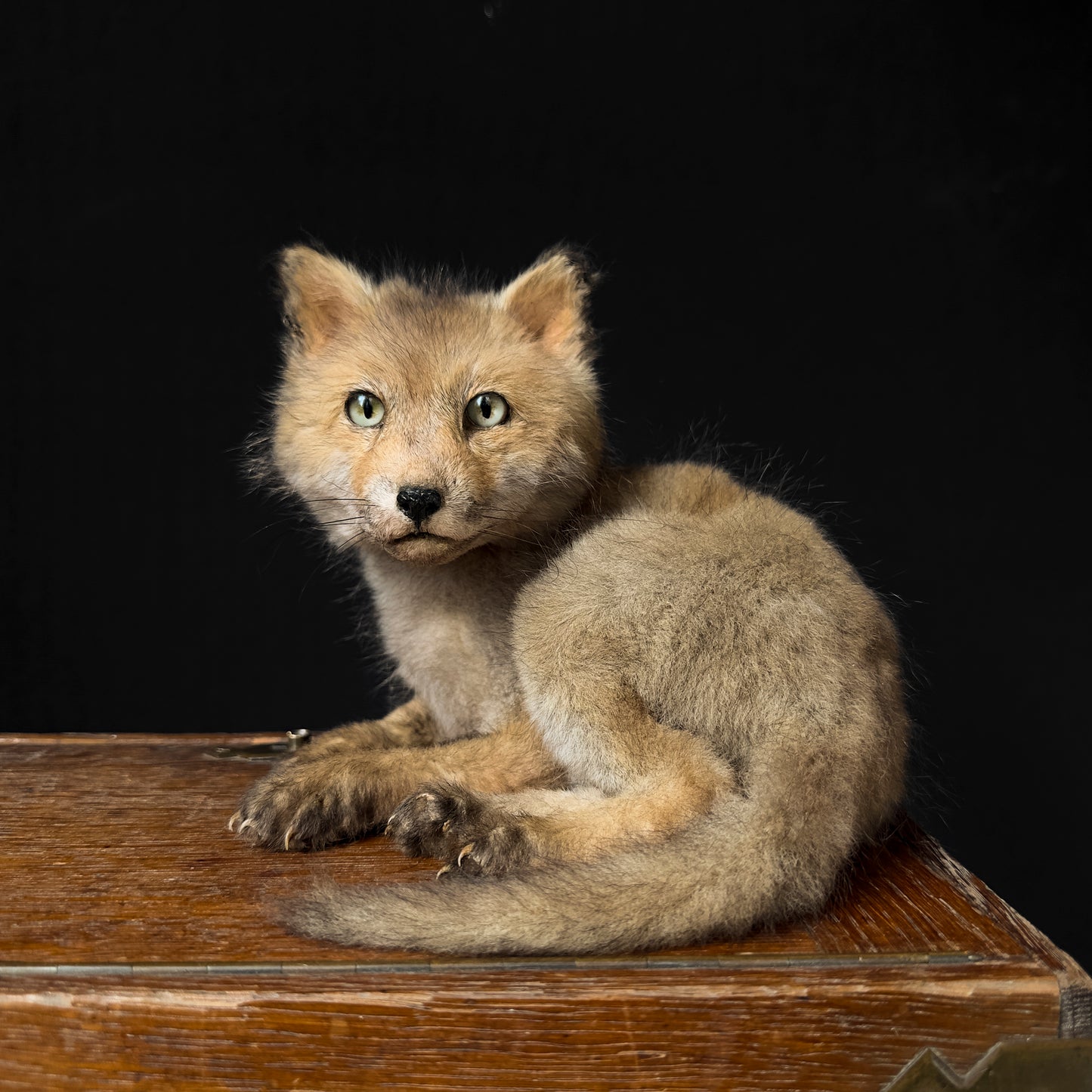 Renard roux juvénile gris assis
