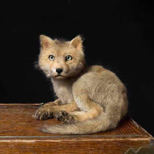 Renard roux juvénile gris assis