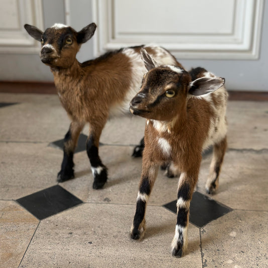 Pygmy goat