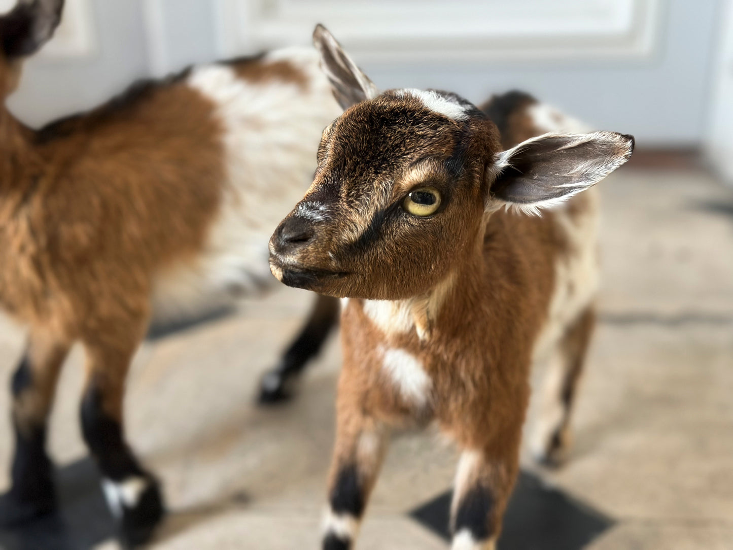Chèvre naine
