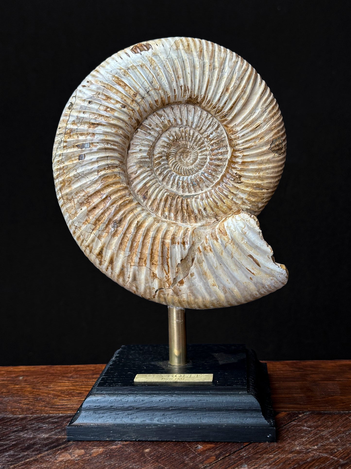 Ammonite blanche M Kranosphinctes
