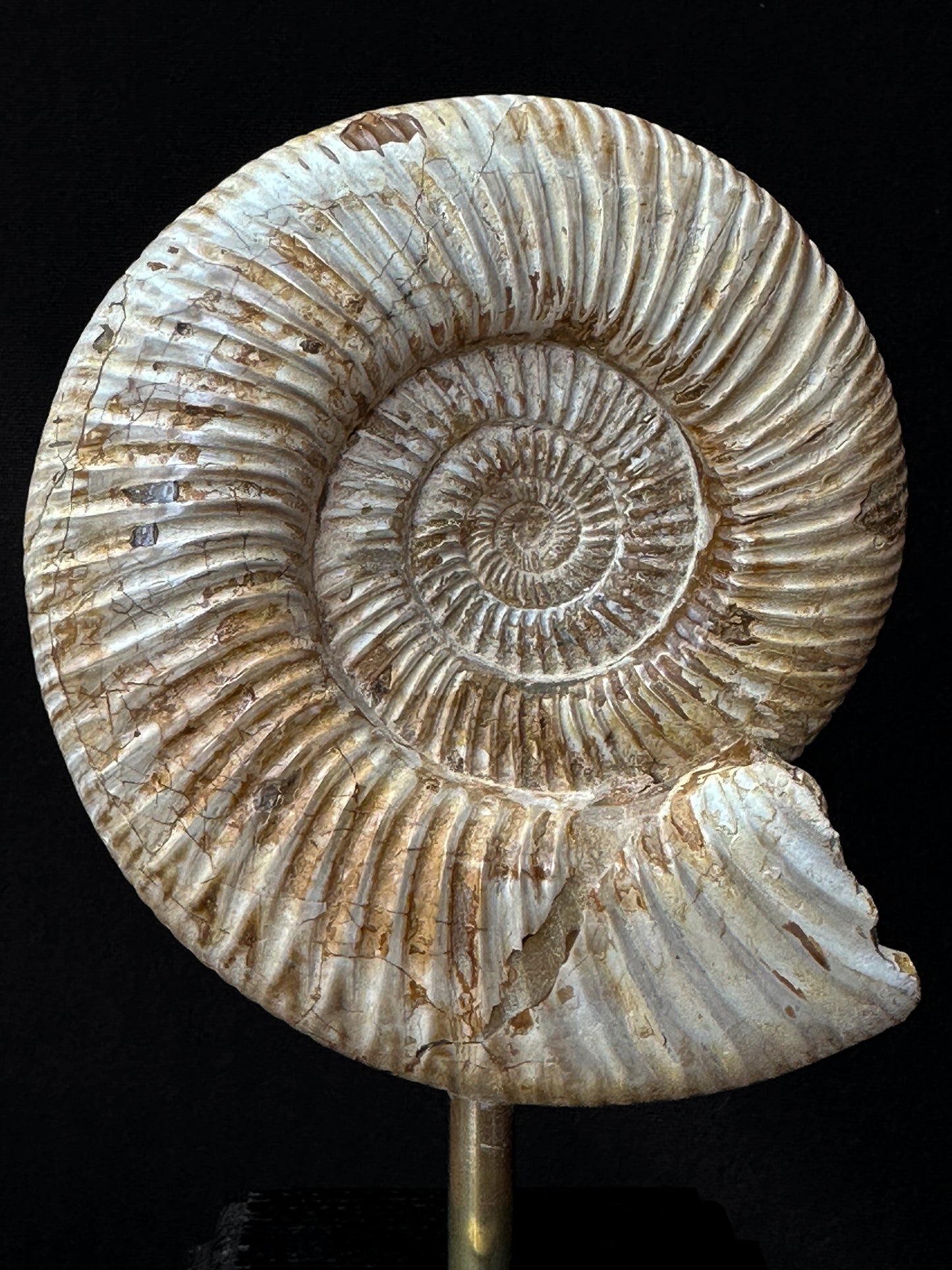 Ammonite blanche M Kranosphinctes