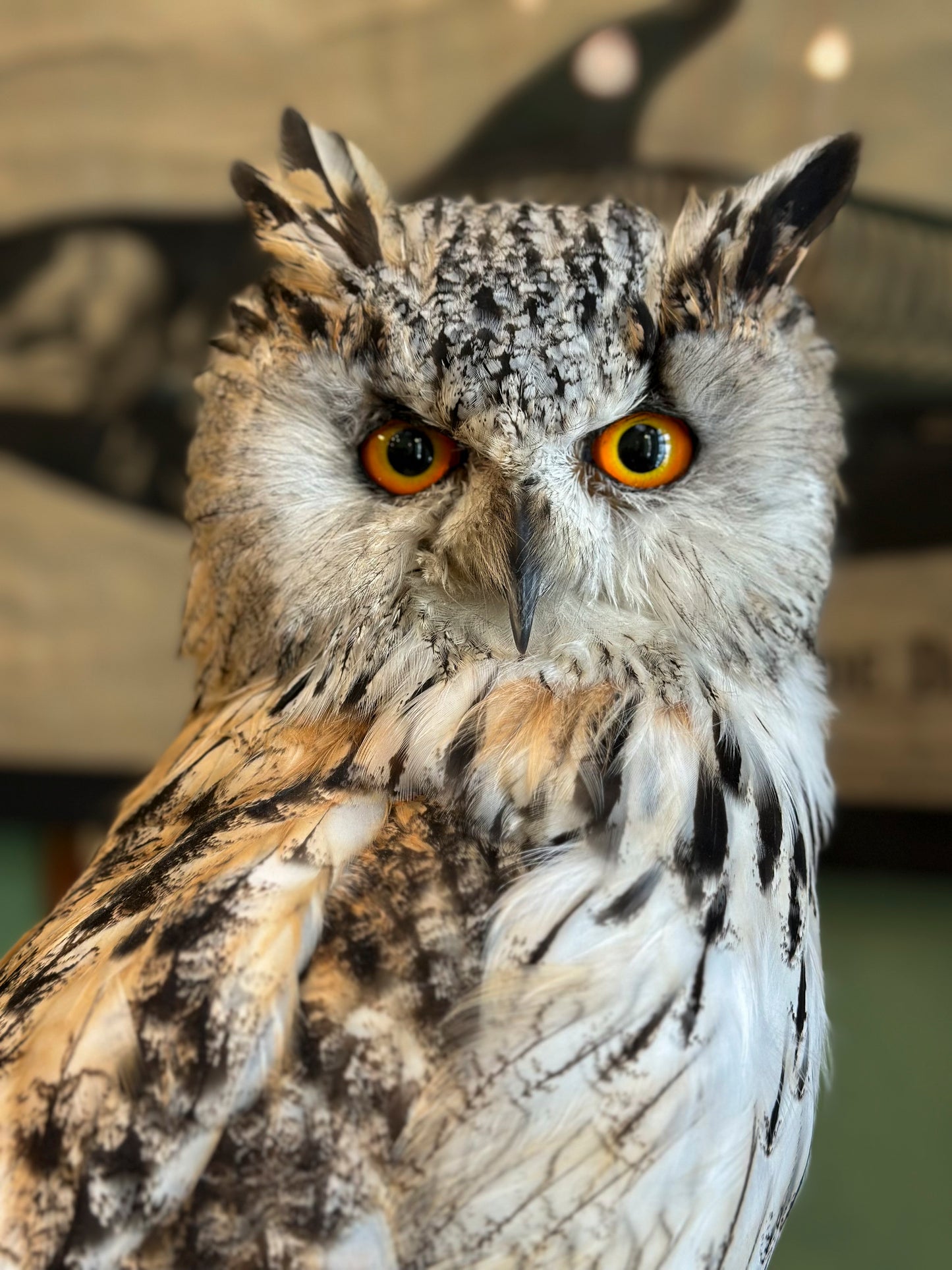 Hibou Grand duc de Sibérie