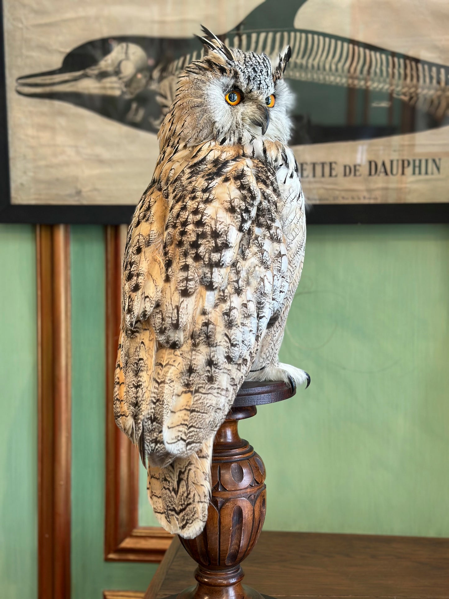 Hibou Grand duc de Sibérie
