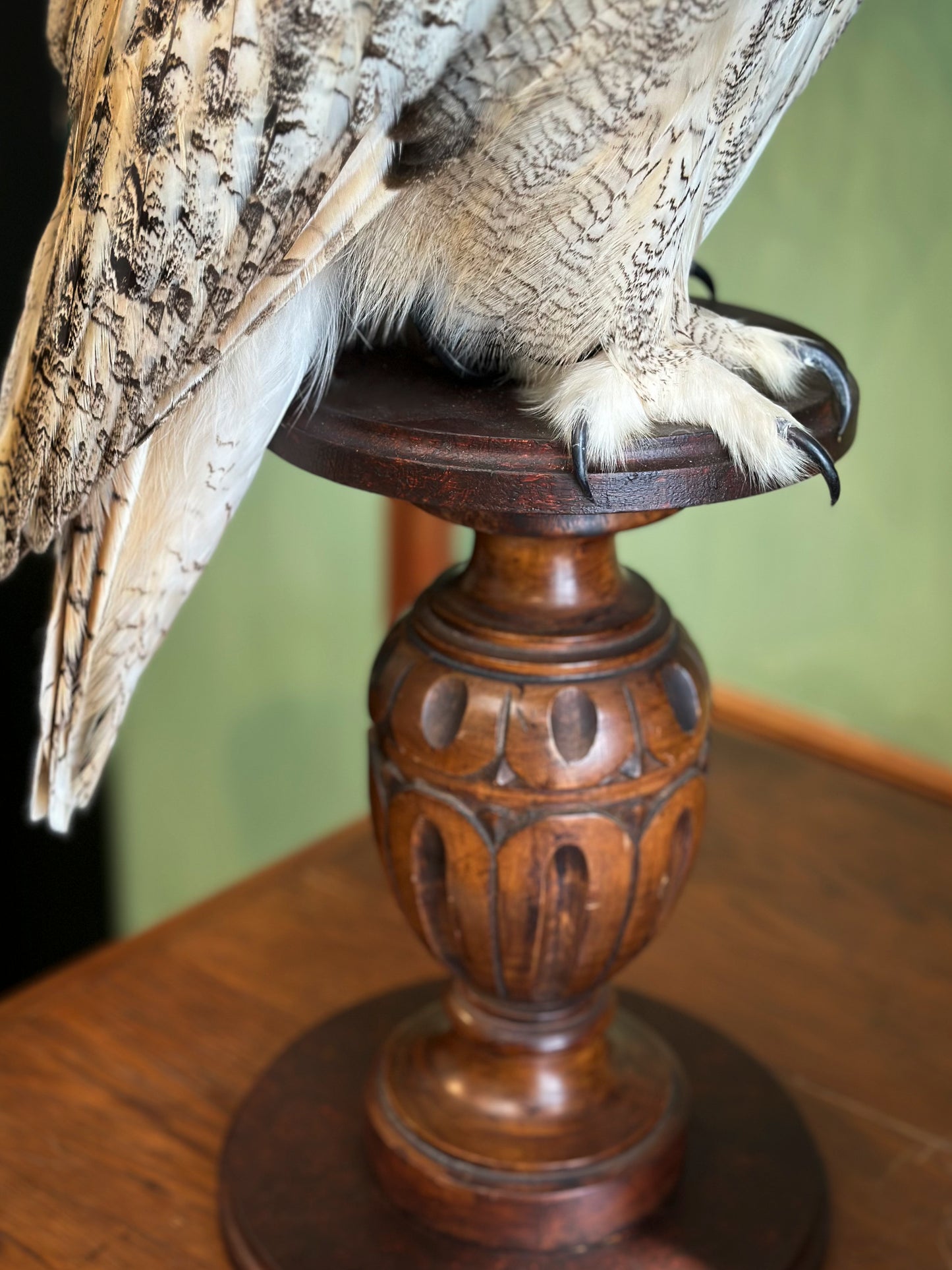 Hibou Grand duc de Sibérie