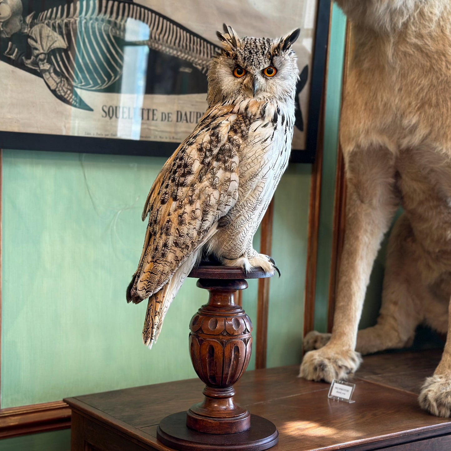 Hibou Grand duc de Sibérie