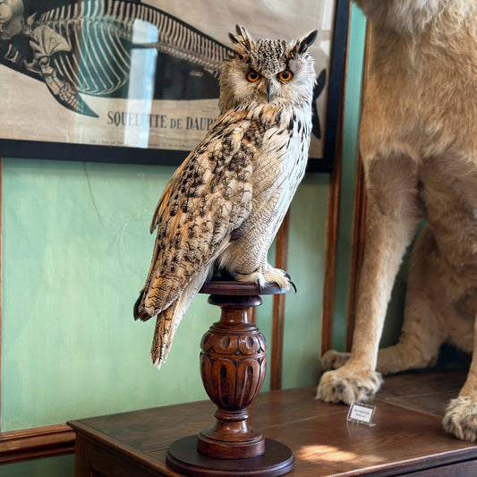 Hibou Grand duc de Sibérie