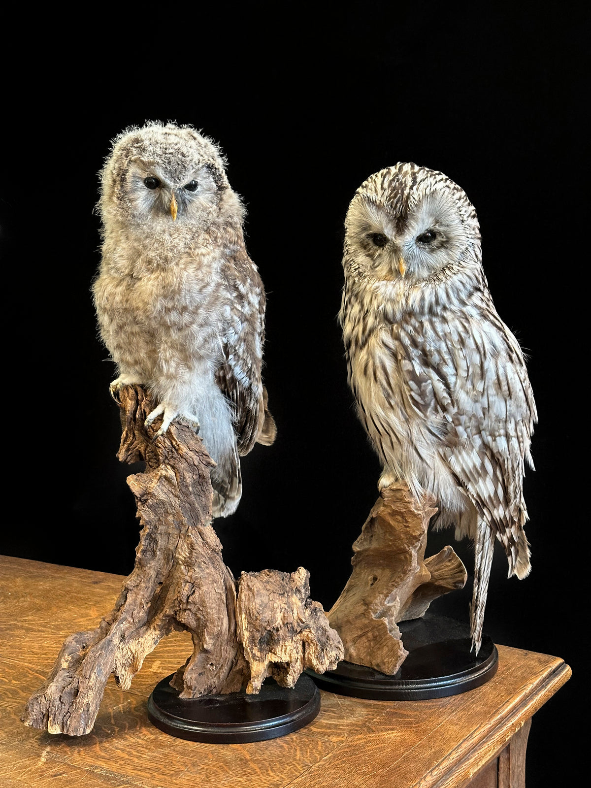 Chouette de l'Oural juvénile