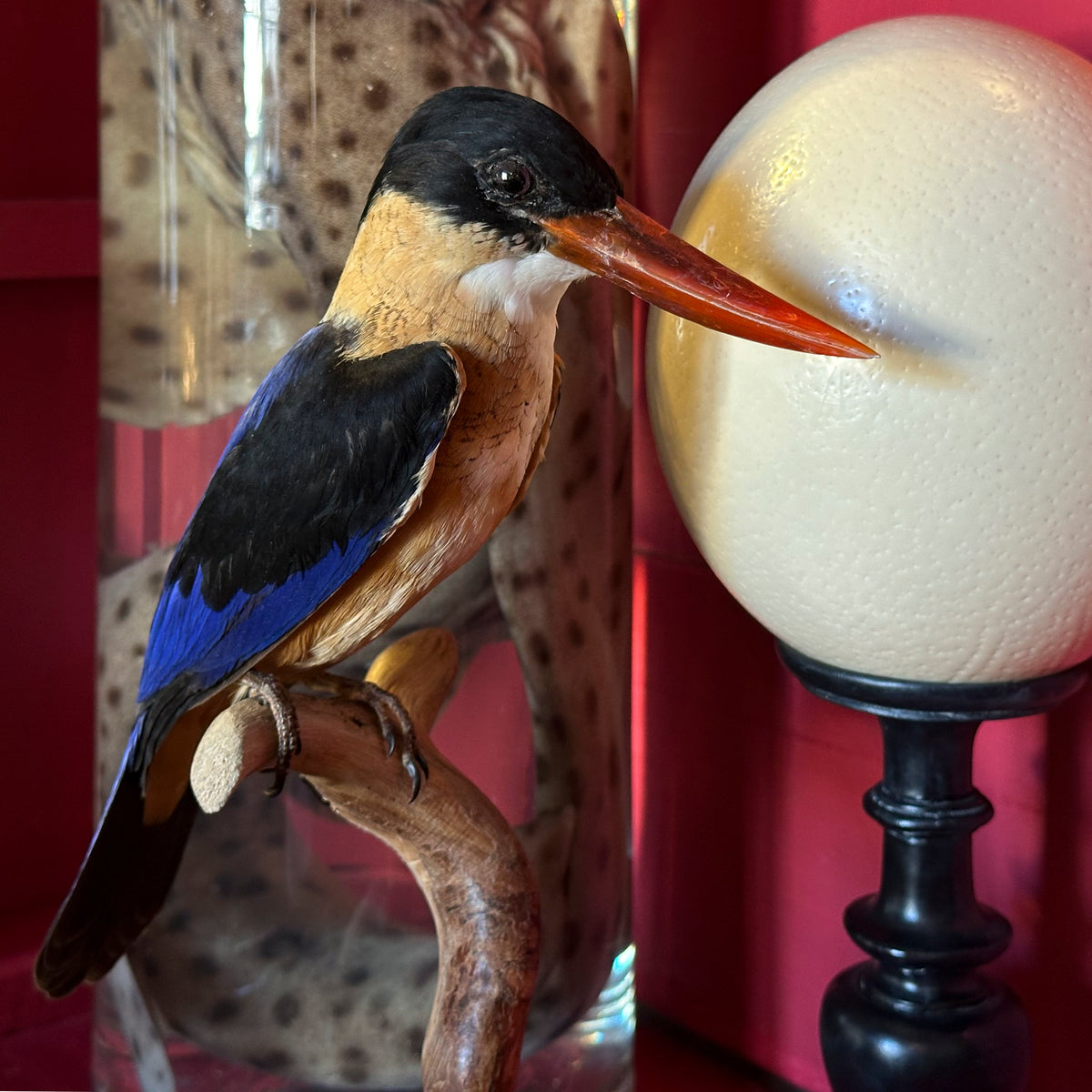 Martin-chasseur à coiffe noire (Halcyon pileata)