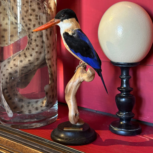 Martin-chasseur à coiffe noire (Halcyon pileata)