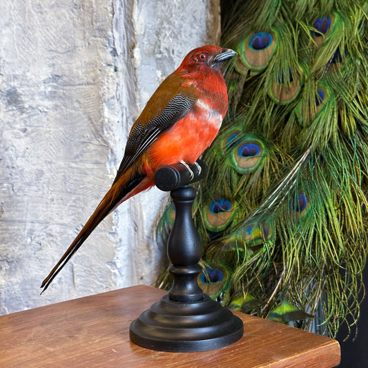 Trogon rouge (Harpactes erythrocephalus)