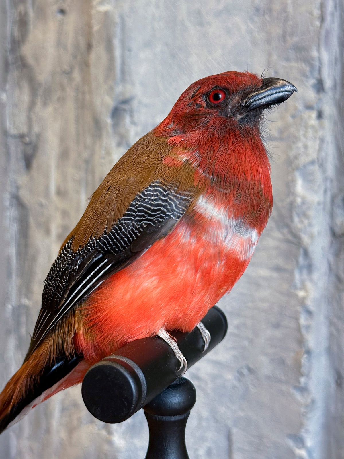 Trogon rouge (Harpactes erythrocephalus)