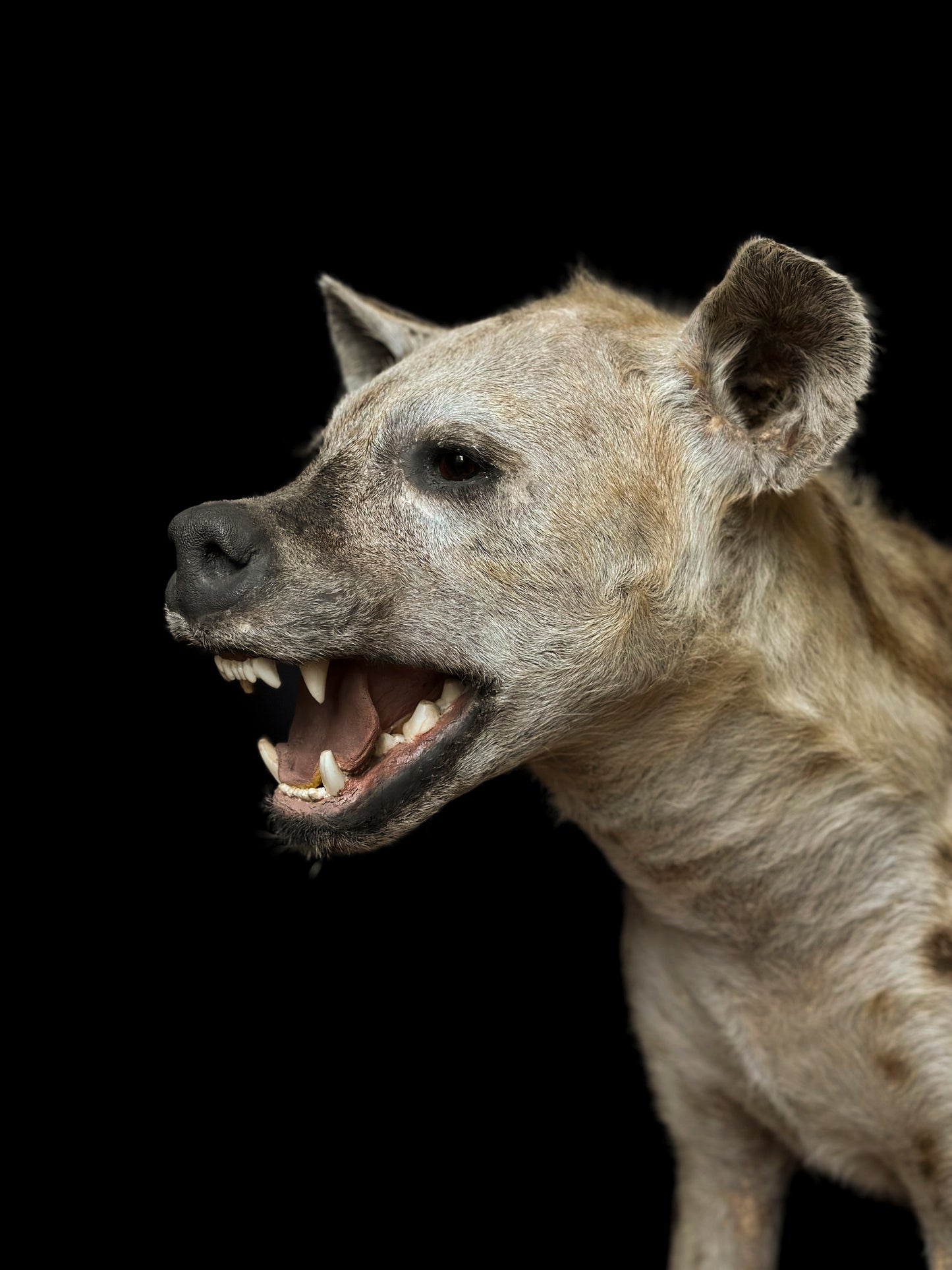 Spotted hyena