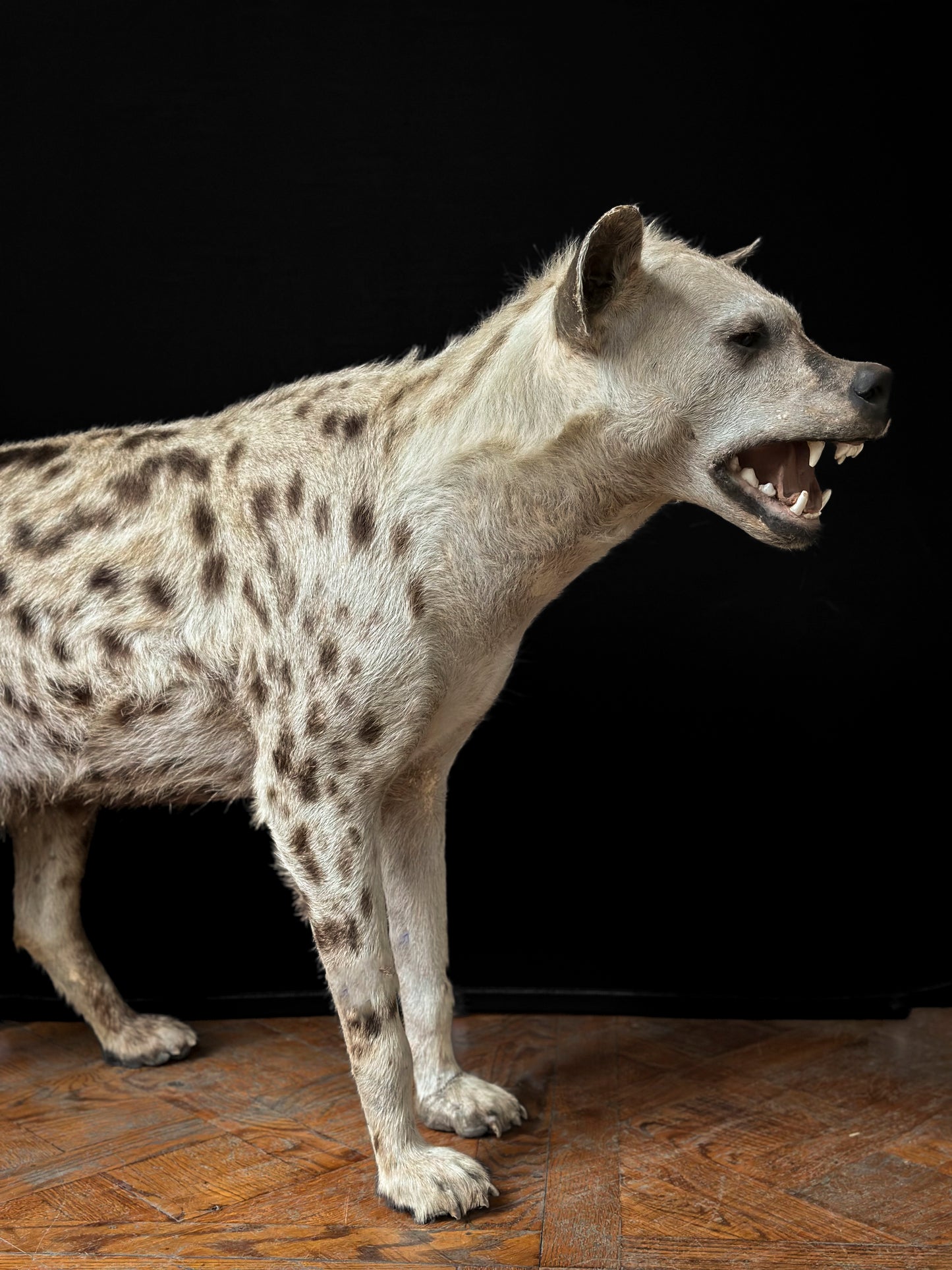 Spotted hyena
