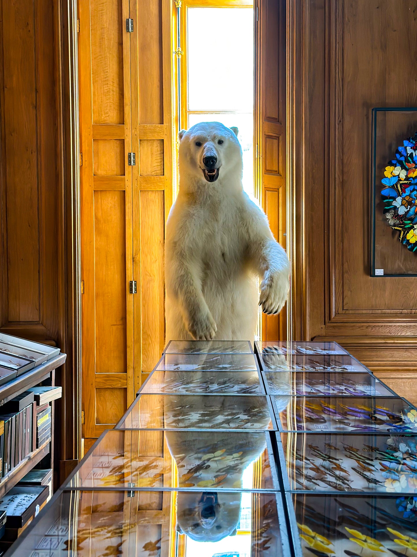 Polar bear