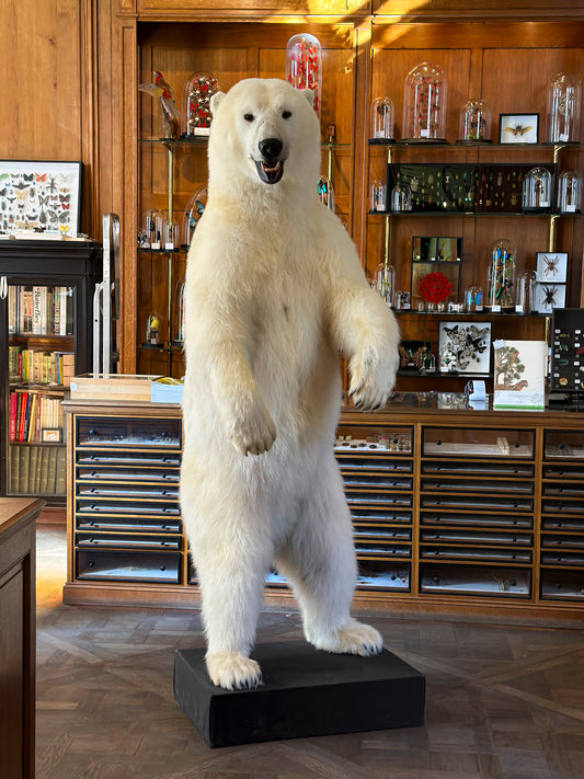 Polar bear